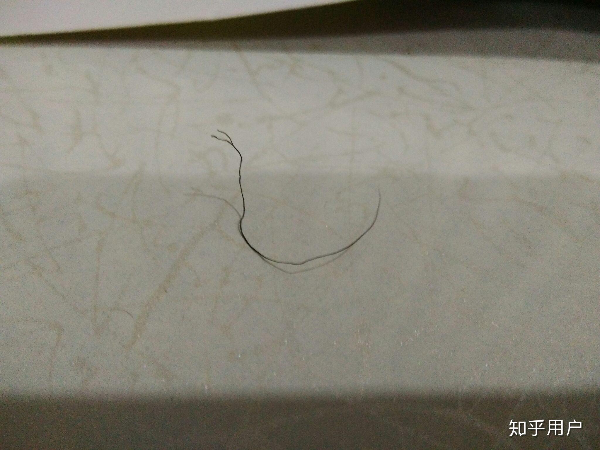 一根头发可以分叉成什么样