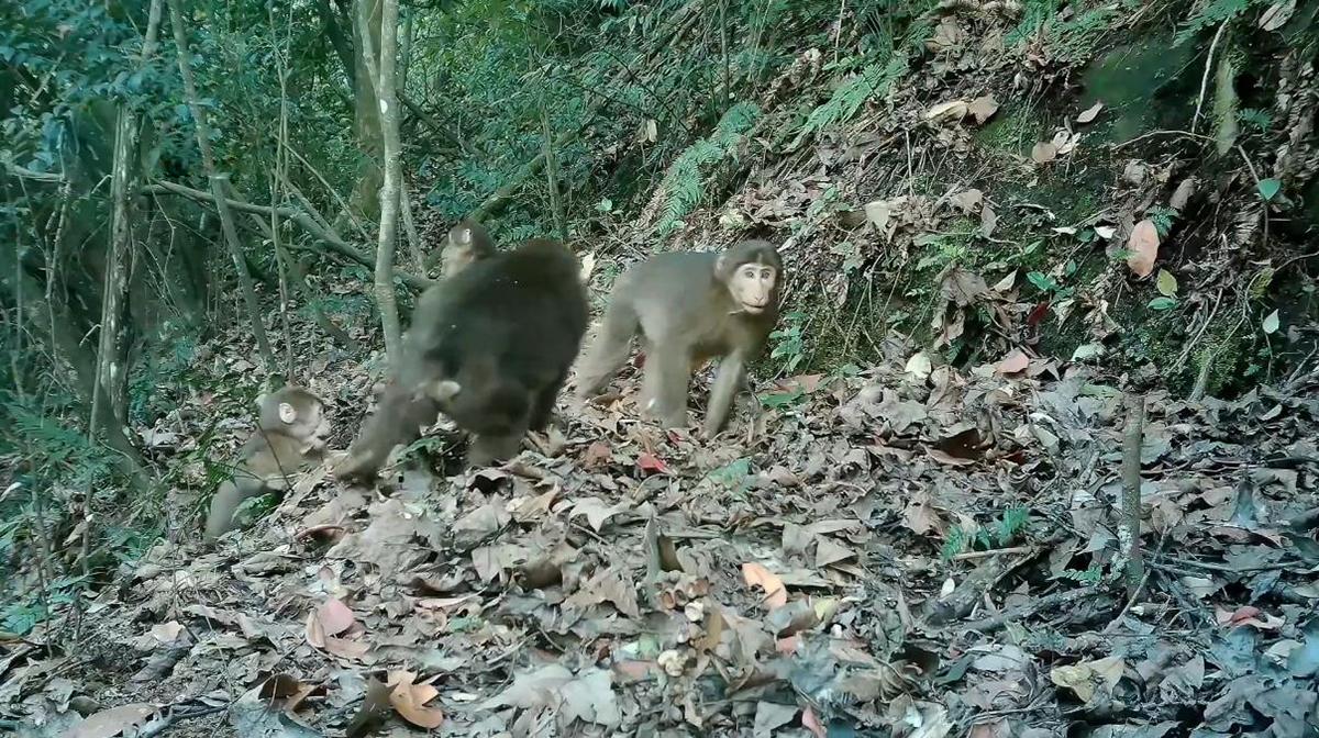 大马猴到底是什么生物？为什么成为老人哄孩子的法宝？ - 知乎