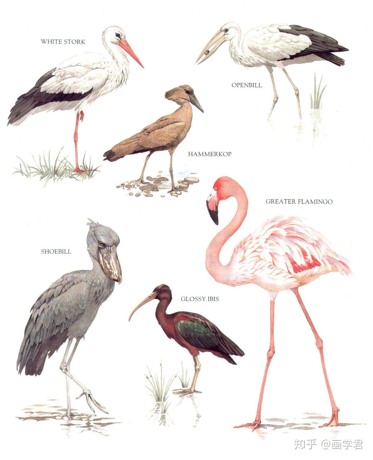 鸟类图鉴大全 - 知乎