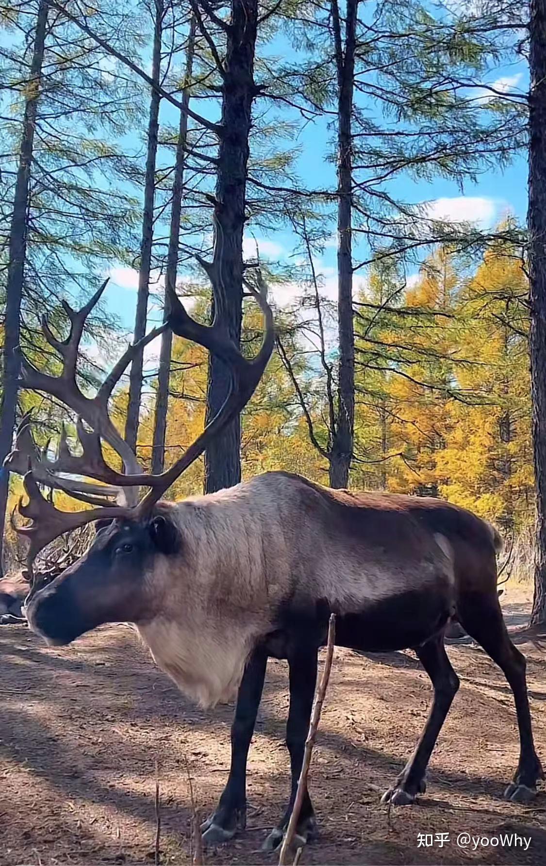 驯鹿又称角鹿,跟麋鹿不一样.
