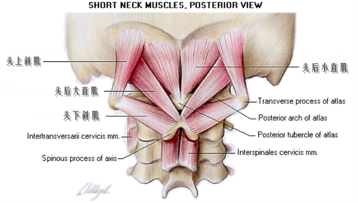 引起头痛和头晕的肌肉！！ - 枕下肌群（suboccipital muscle）