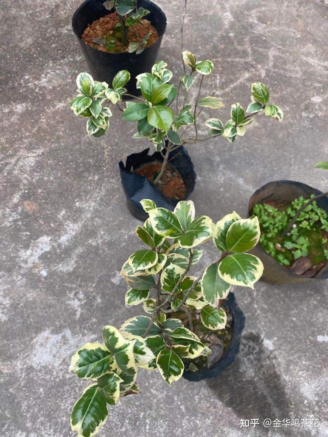 彩叶茶花品种的样子
