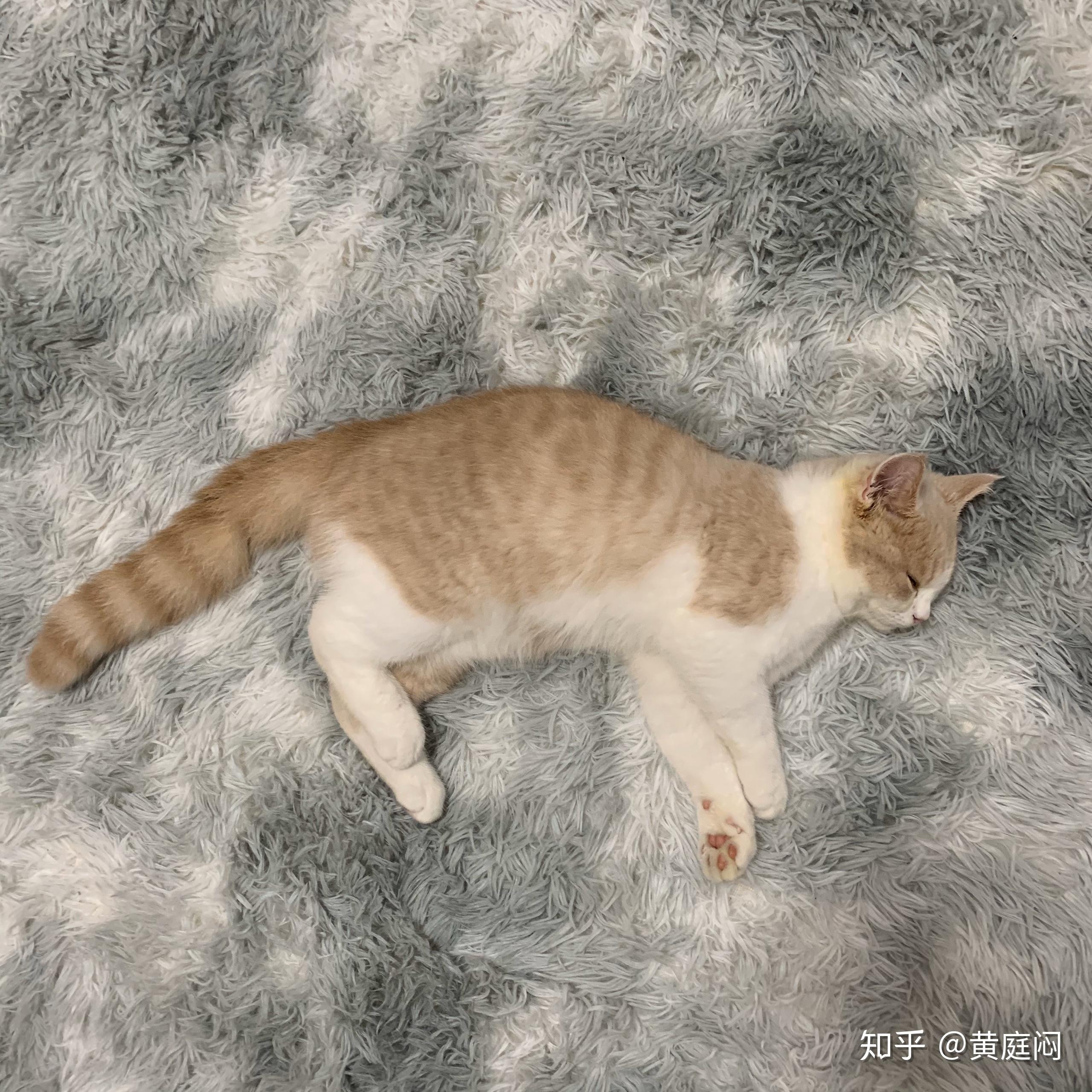 Chartreux小猫，5个月大，抬头，白色背景。照片摄影图片_ID:102484003-Veer图库