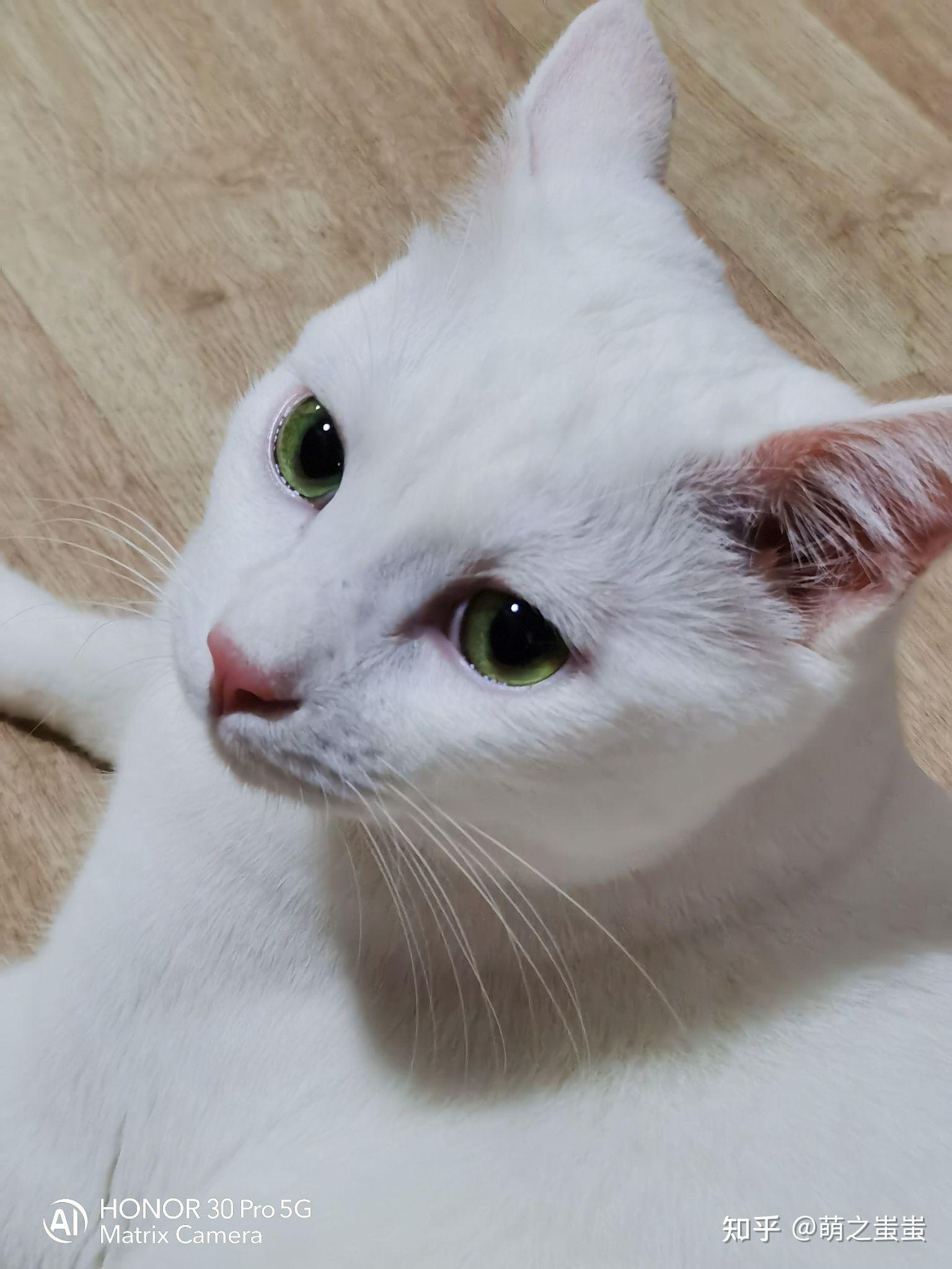绿眼白猫是什么品种? 