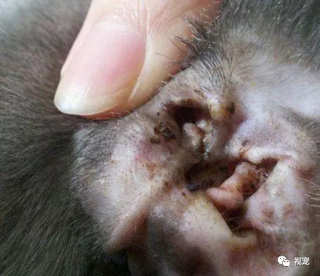 主子的耳朵摸不得 是不敢还是没勇气 知乎