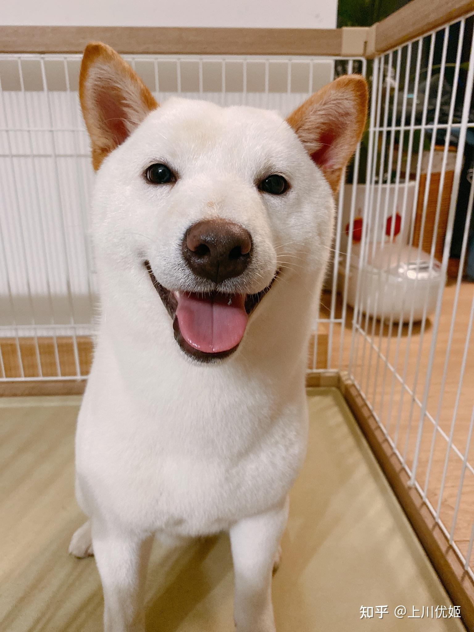 你们的小柴犬花多少钱买的