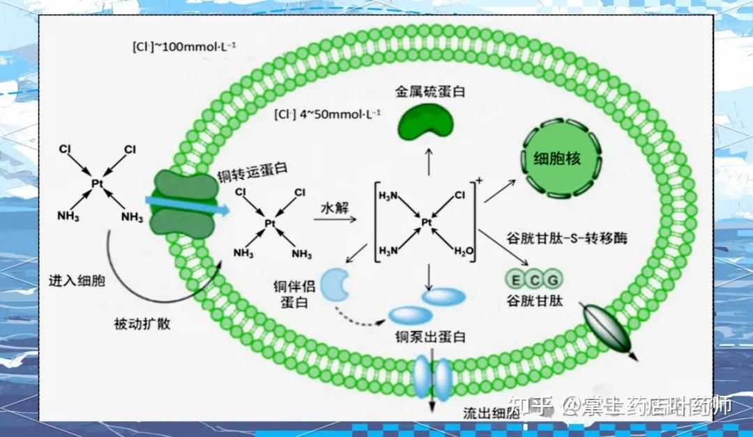 化疗利器的三代革命：铂类药物作用机制、不良反应、临床应用以及不同点全面解析！ - 知乎
