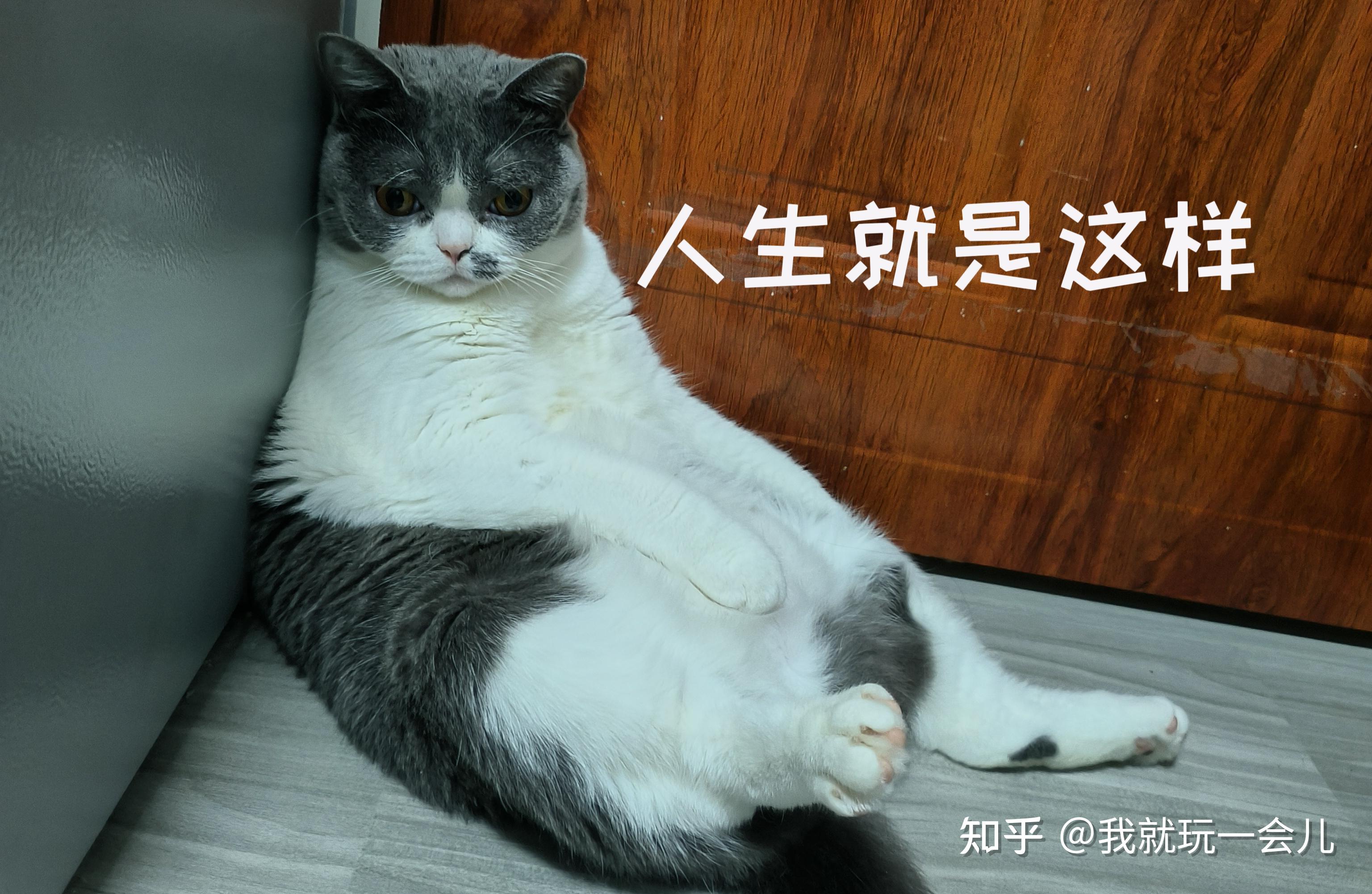 CSgo官匹在哪里可以下Demo 知乎