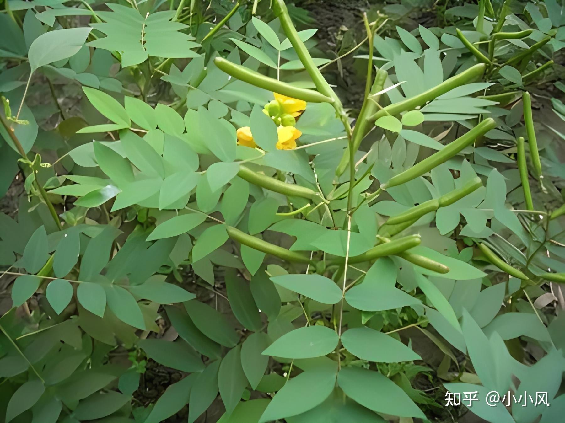 小小风说中药-望江南「肃肺清肝」