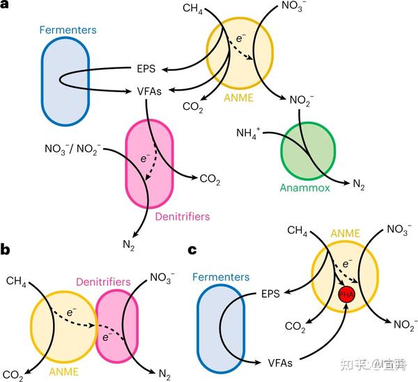厌氧甲烷氧化菌“Candidatus Methanoperedens nitroreducens”具有多形态生命周期 | NM | 文献精读 - 知乎
