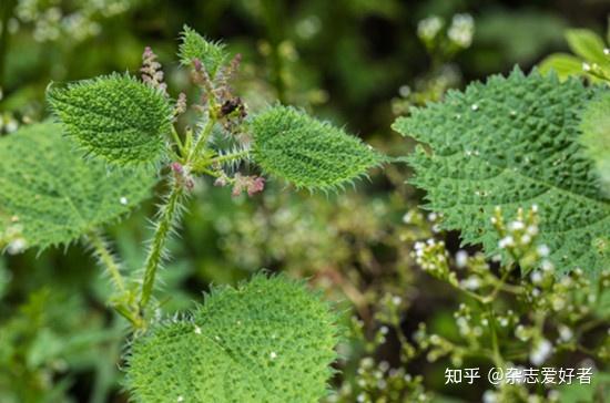 你知道吗？荨麻浑身都是宝 - 知乎