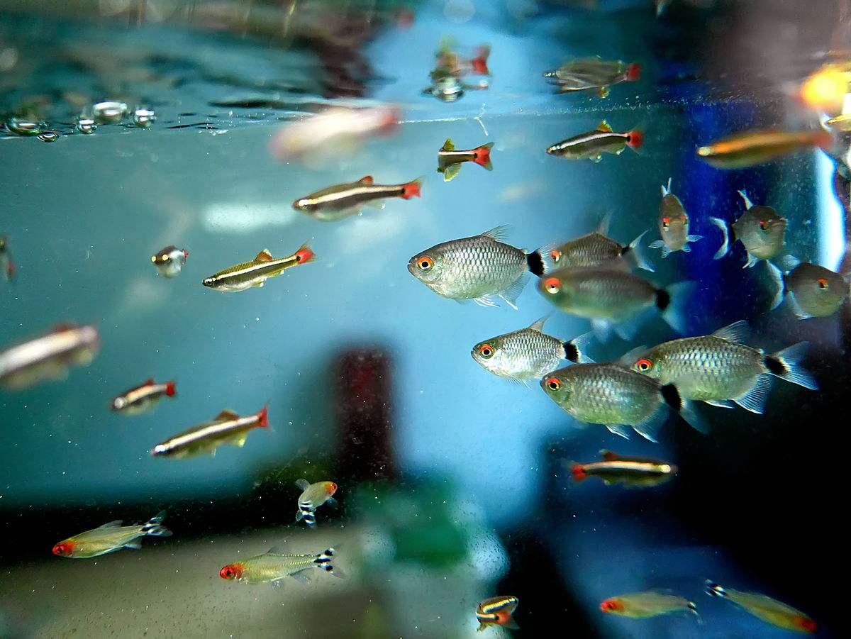 常见小型热带鱼图片适合新手养殖的十大小型热带鱼