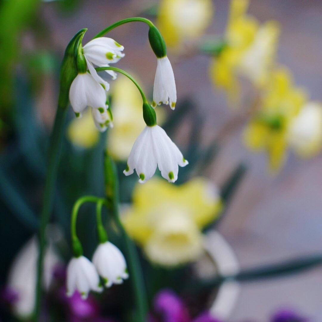 分不清雪滴花和雪片莲 反正都很可爱就对了 知乎