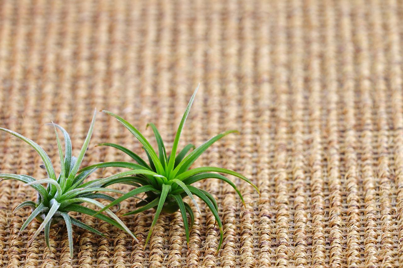 菠萝怎么净化空气