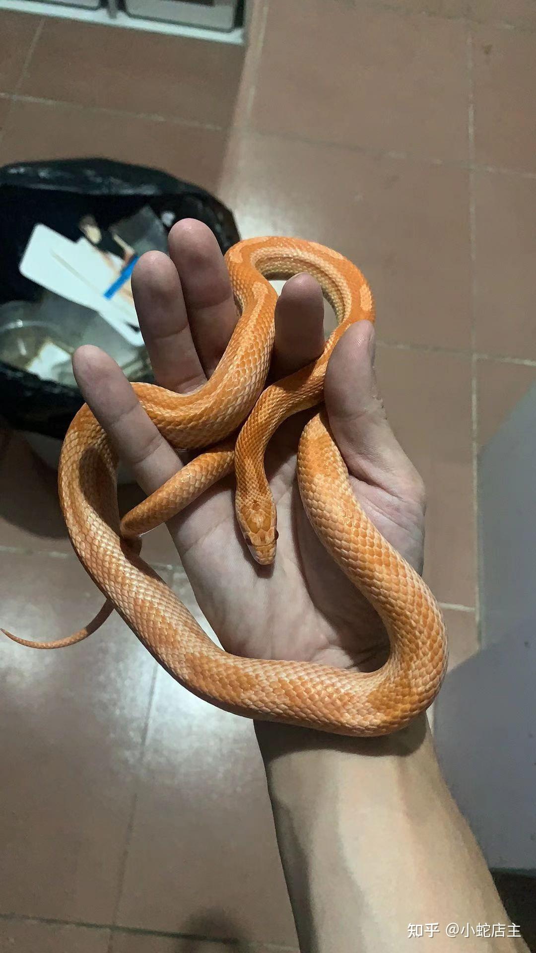 养什么宠物花费少又省心