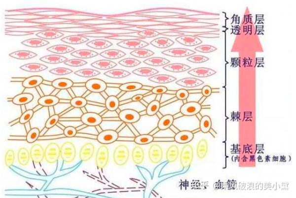 第四篇 胶原蛋白的二十九种类型你了解多少? - 知乎