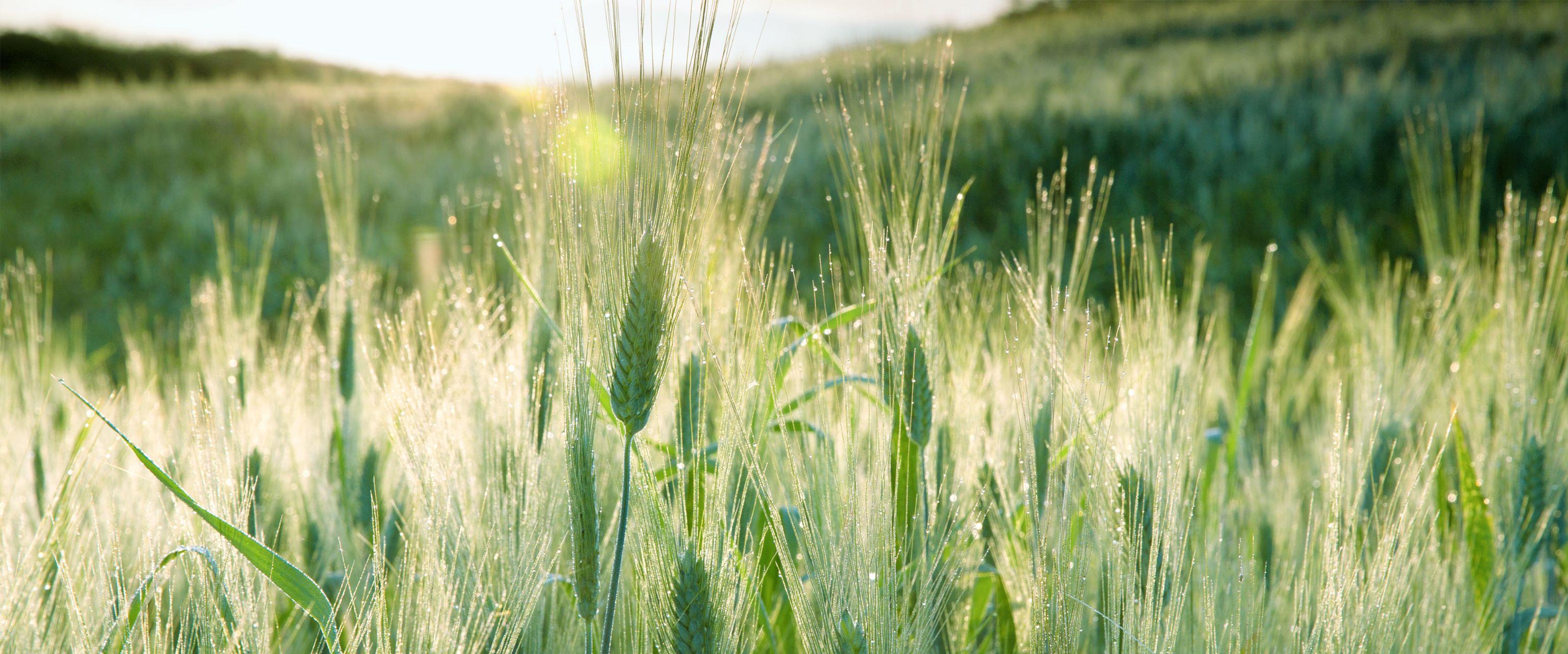 有没有好看的带鱼壁纸电脑宽屏的