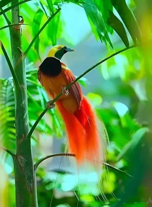 比凤凰还高贵的鸟(中国上仅剩一只的凤凰)