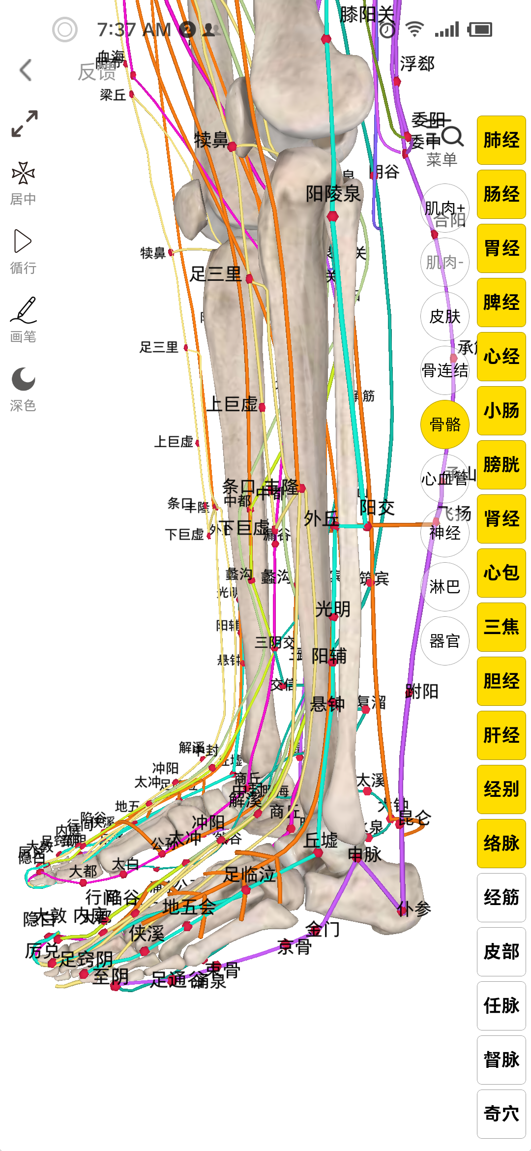 女性左脚的经络图是什么样子的?