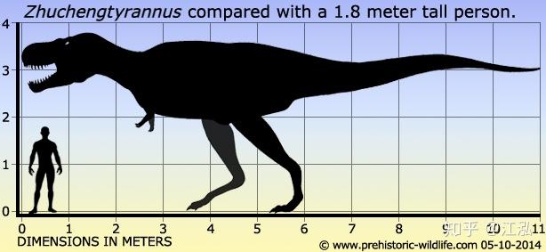 图注:诸城暴龙厚实宽阔的头骨,图片来自网络诸城暴龙体长11米,身高3