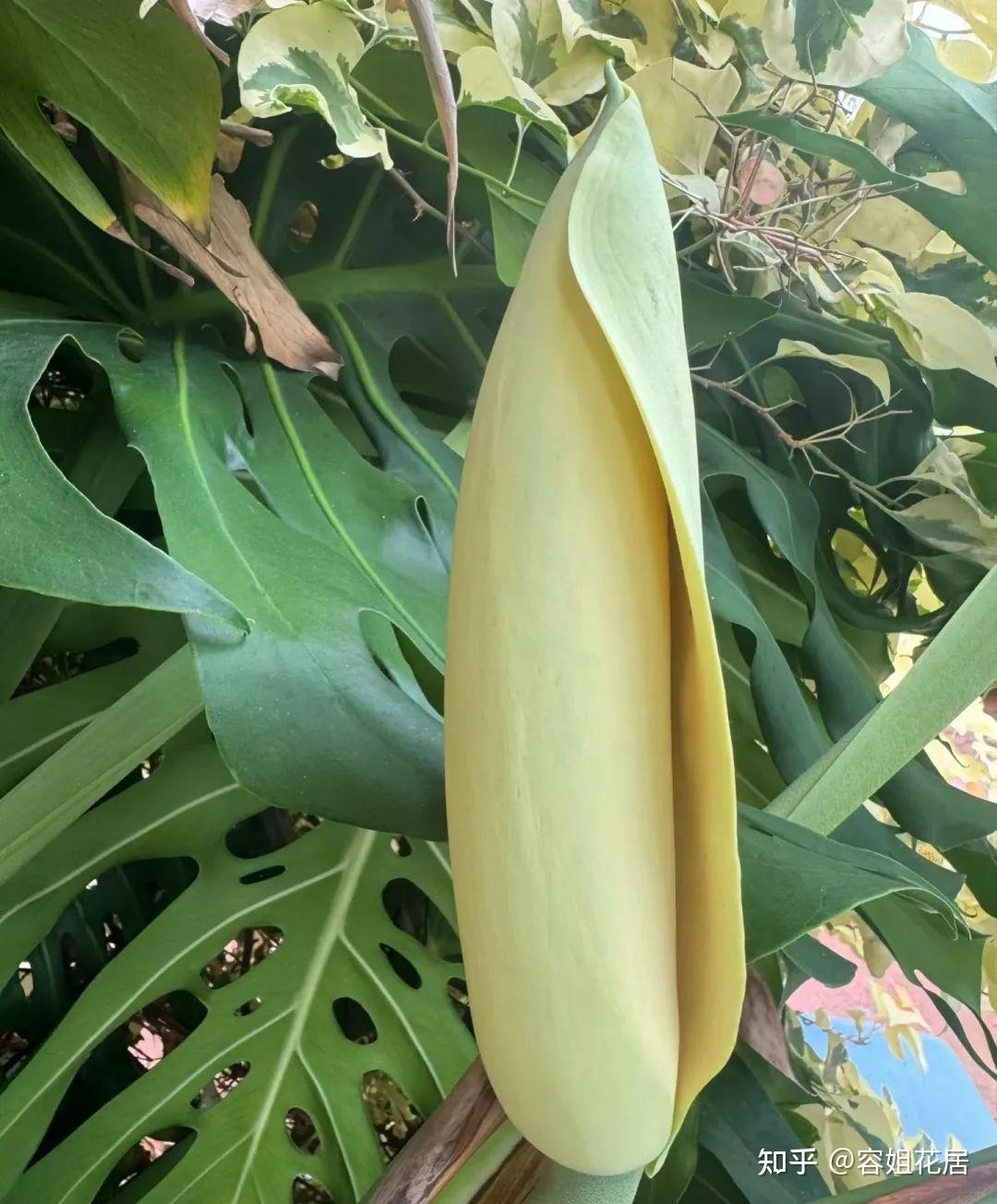 江苏一太太,因“龟背竹开花”走红,又美又壮观,赶紧瞧瞧! - 知乎