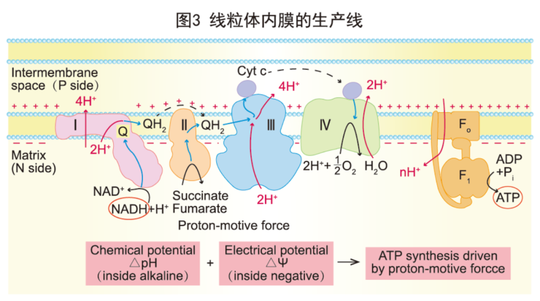 看起来显年轻的人都有哪些皮肤抗衰老习惯? - 知乎
