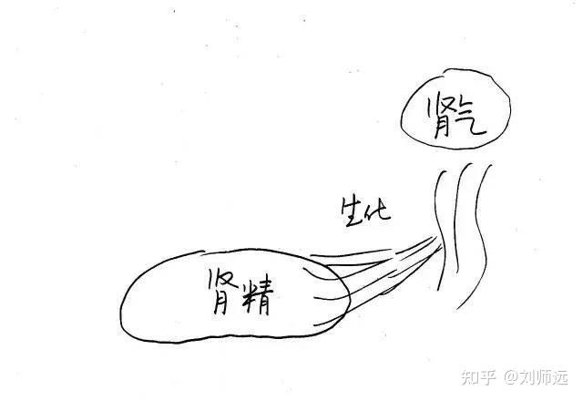 肾精 zhuanlan.zhihu.com