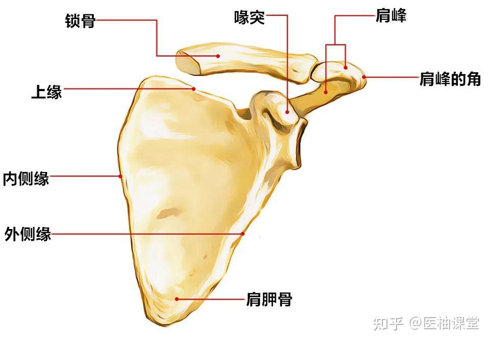 锁骨在什么位置示意图图片