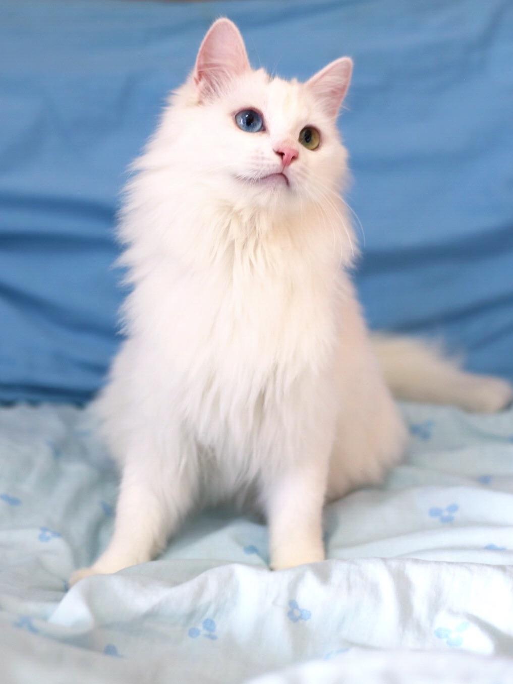 临清鸳鸯眼狮子猫还有吗