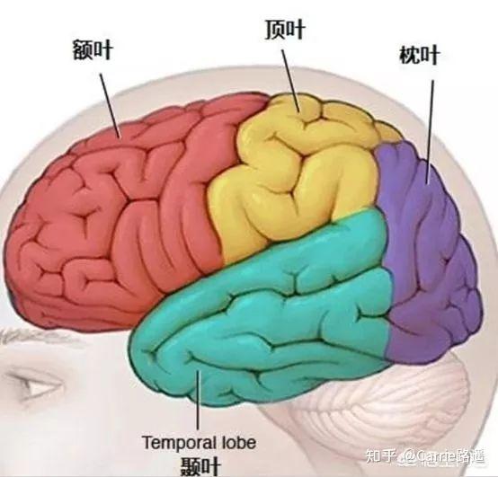 想要娃更聪明?脑科学原理了解一下...... - 知乎