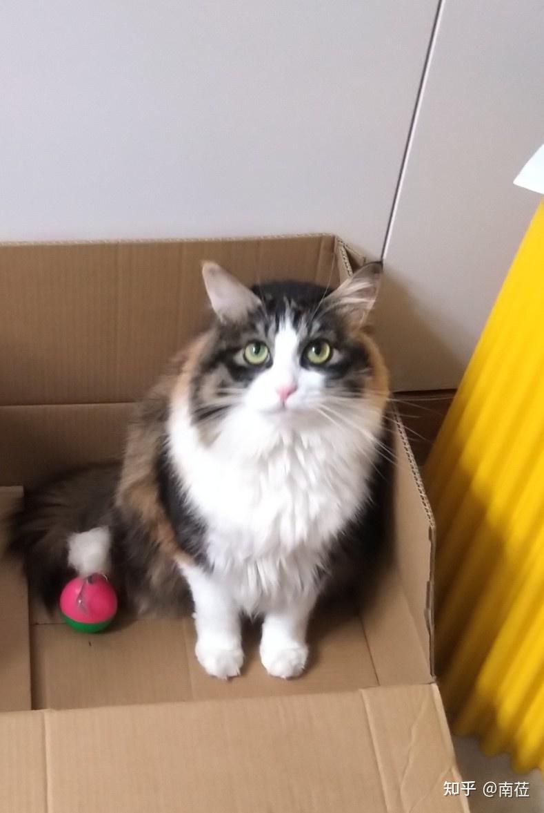 三花猫这个品种是不是养不胖