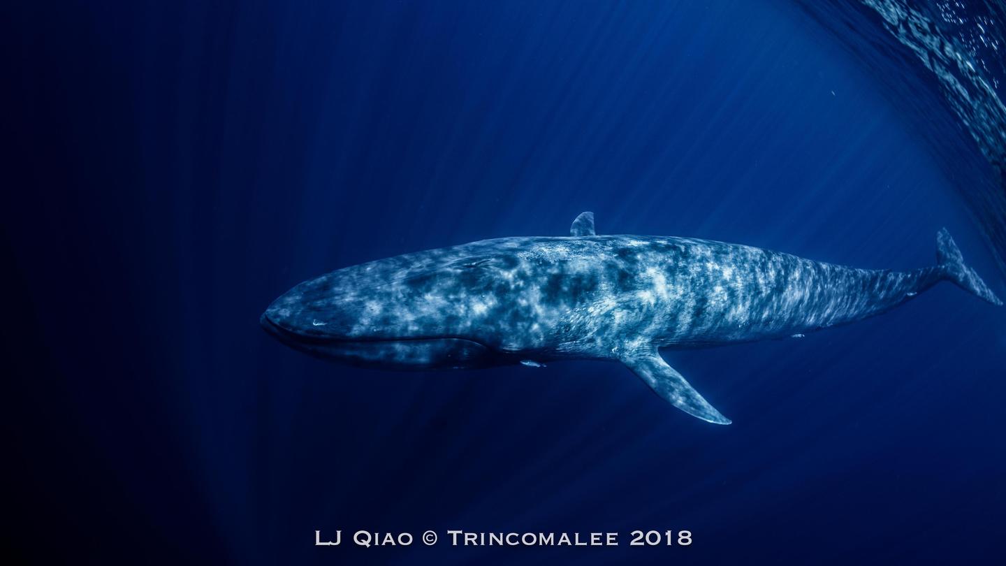斯里兰卡观鲸之旅及亭可马里全攻略多图杀流量请注意【2018.3.30-4.26 日记形式版】 - 知乎