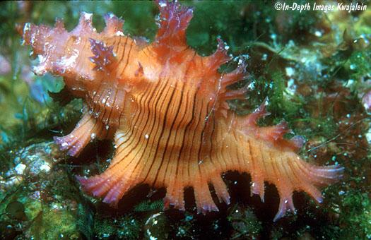 浪海拾贝——玫瑰千手螺 - 知乎