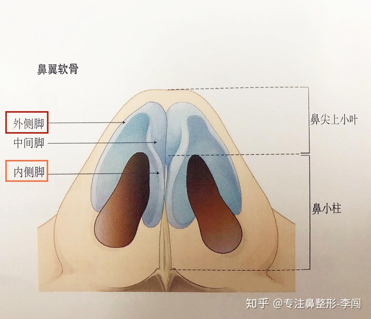 鼻小柱是哪里图片