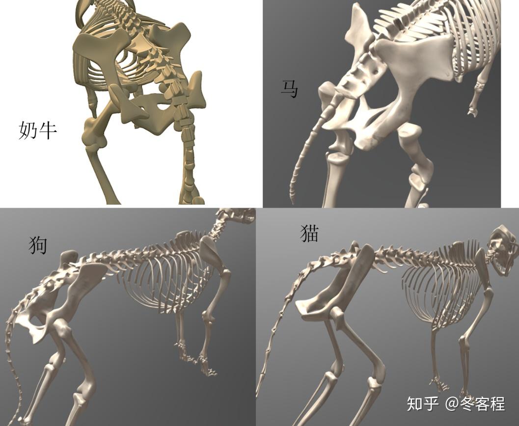 猪骨骼-动物骨骼标本-河南恒之奇实业有限公司