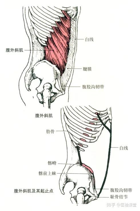 最全的肌肉起止點圖解趕緊收藏備用