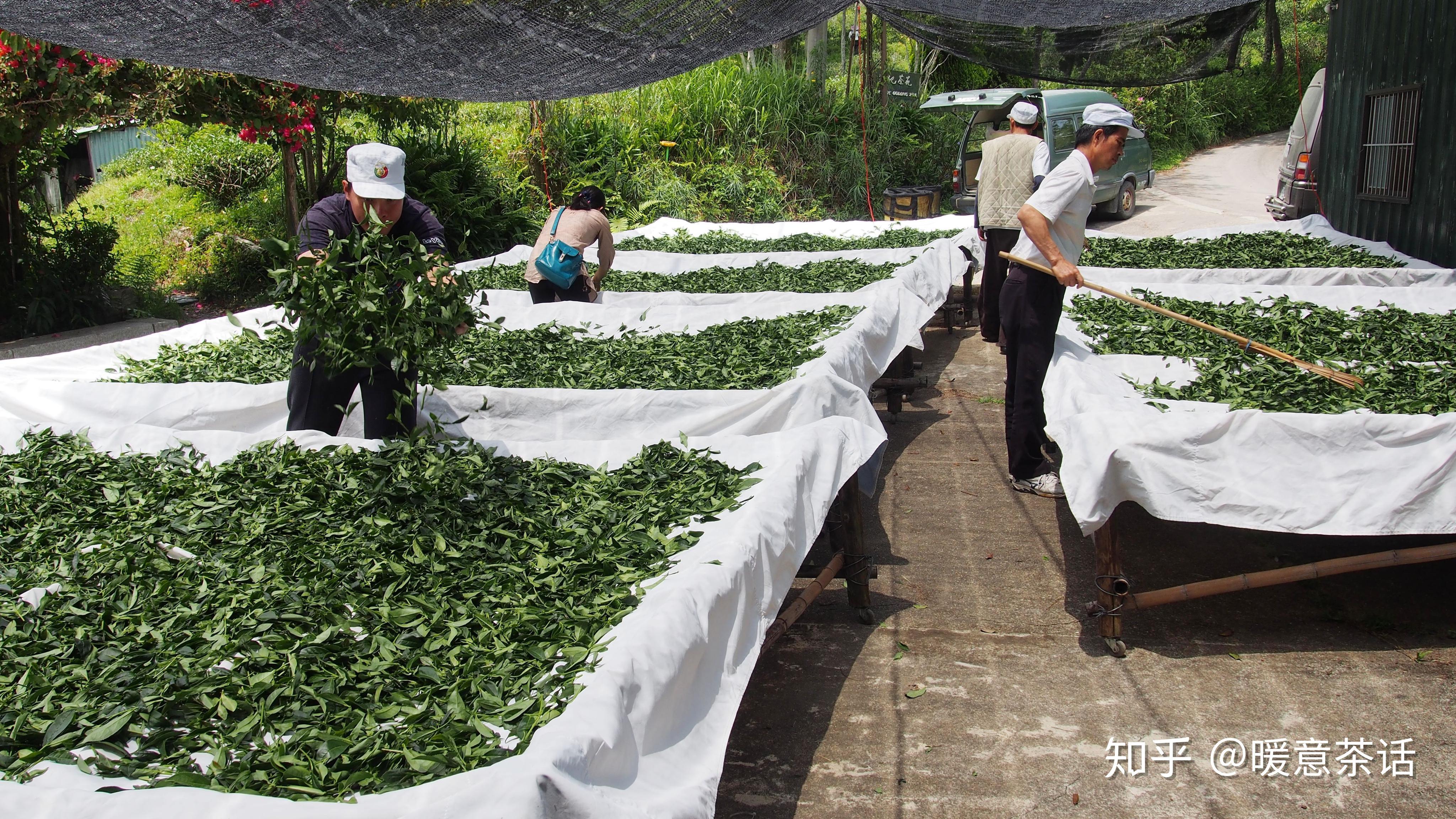 图文详解台湾乌龙茶毛茶制作工艺