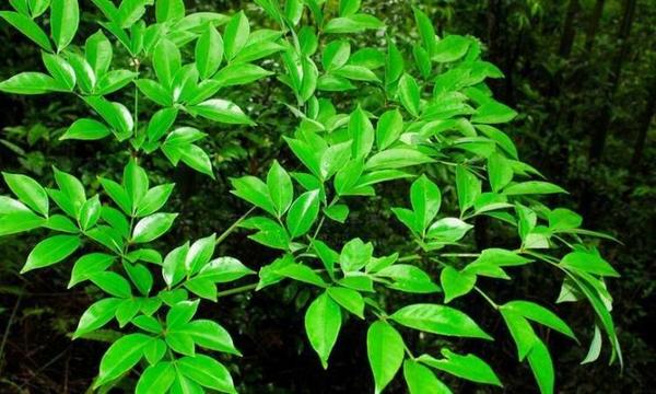 人们常说的“富贵树”——幌伞枫 - 知乎