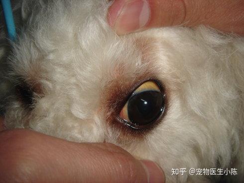 狗狗尿液发黄 家里 狗尿味 重 当心这是狗狗生病的预兆 知乎
