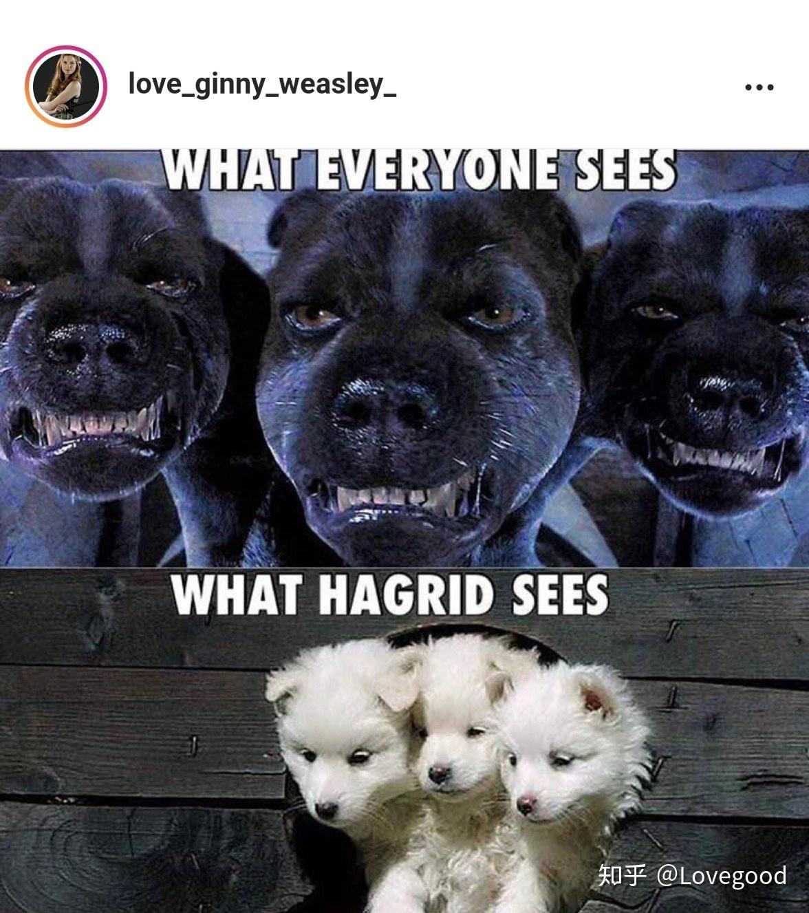 有哪些《哈利波特》迷才懂的梗?