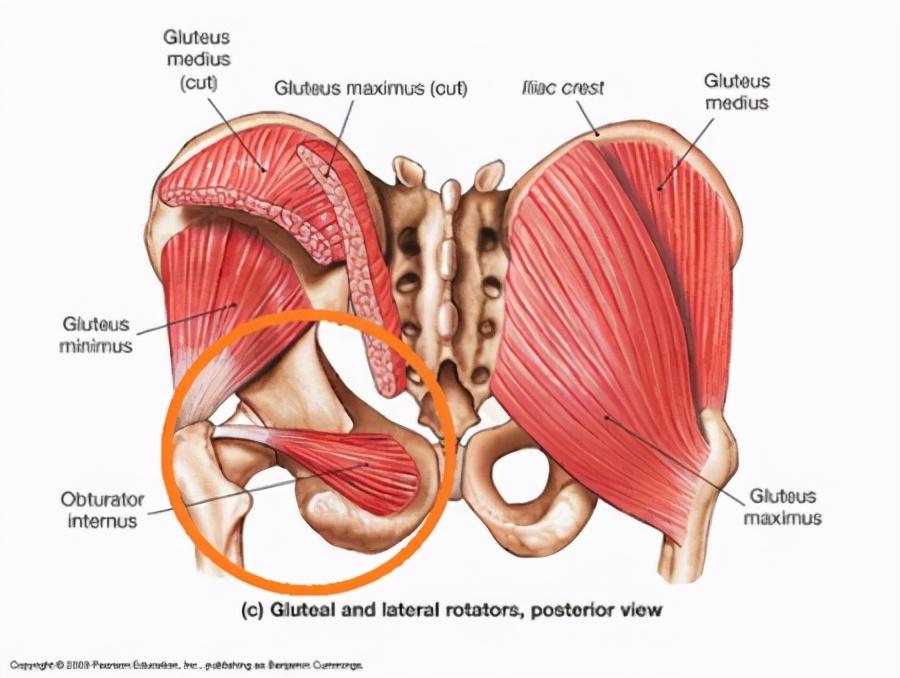 闭孔外肌解剖图图片