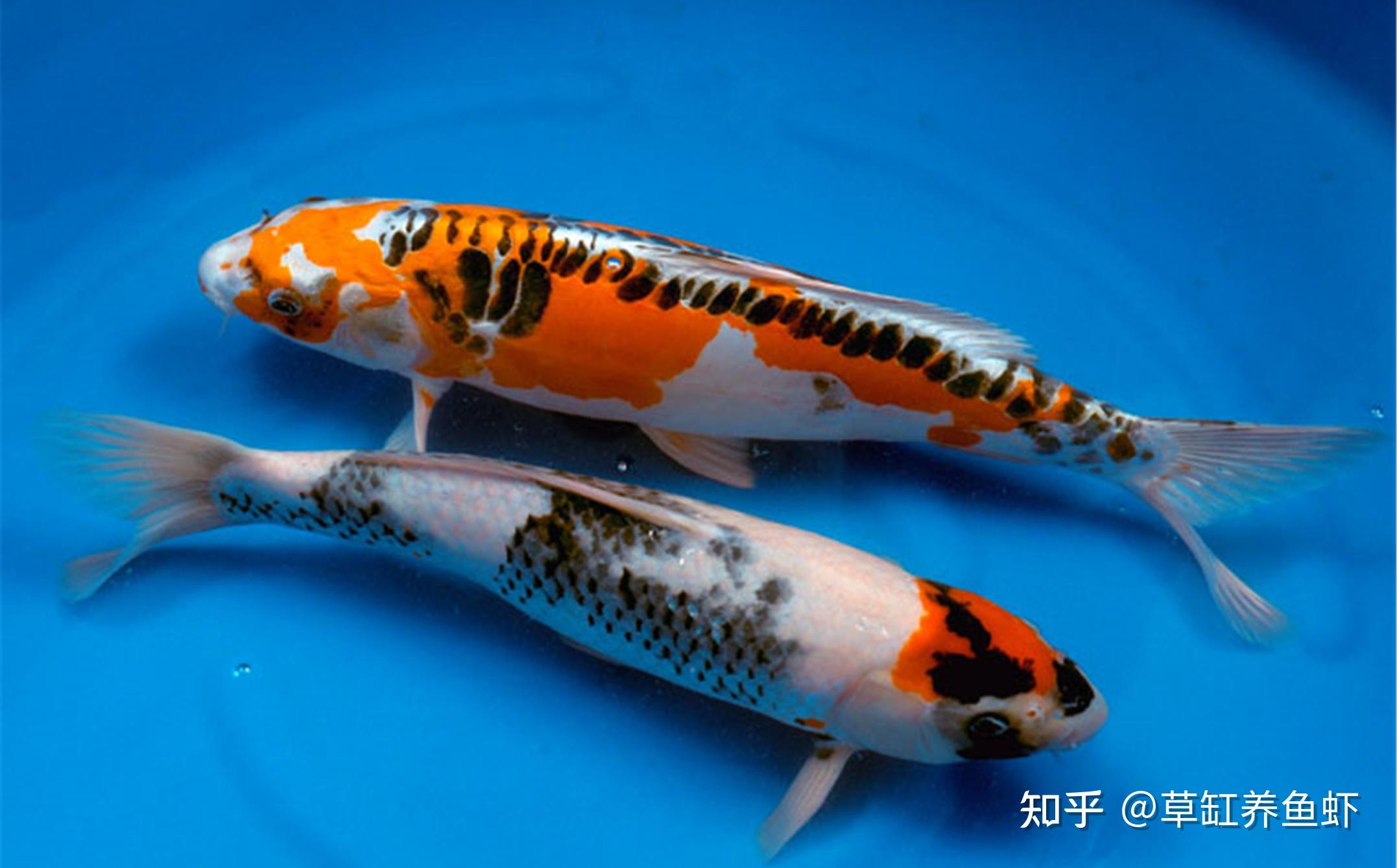 根据饲养的锦鲤数量,准备好鱼缸,放入养好的水,事先给水中充氧,安装