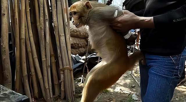 日本山口市發生人猴大戰45人受傷猴子襲擊頻現意味著什麼