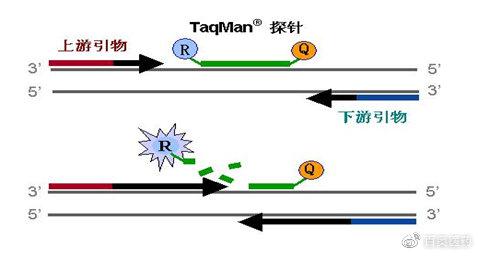 科普讲堂|实时荧光定量PCR检测方法 - 知乎