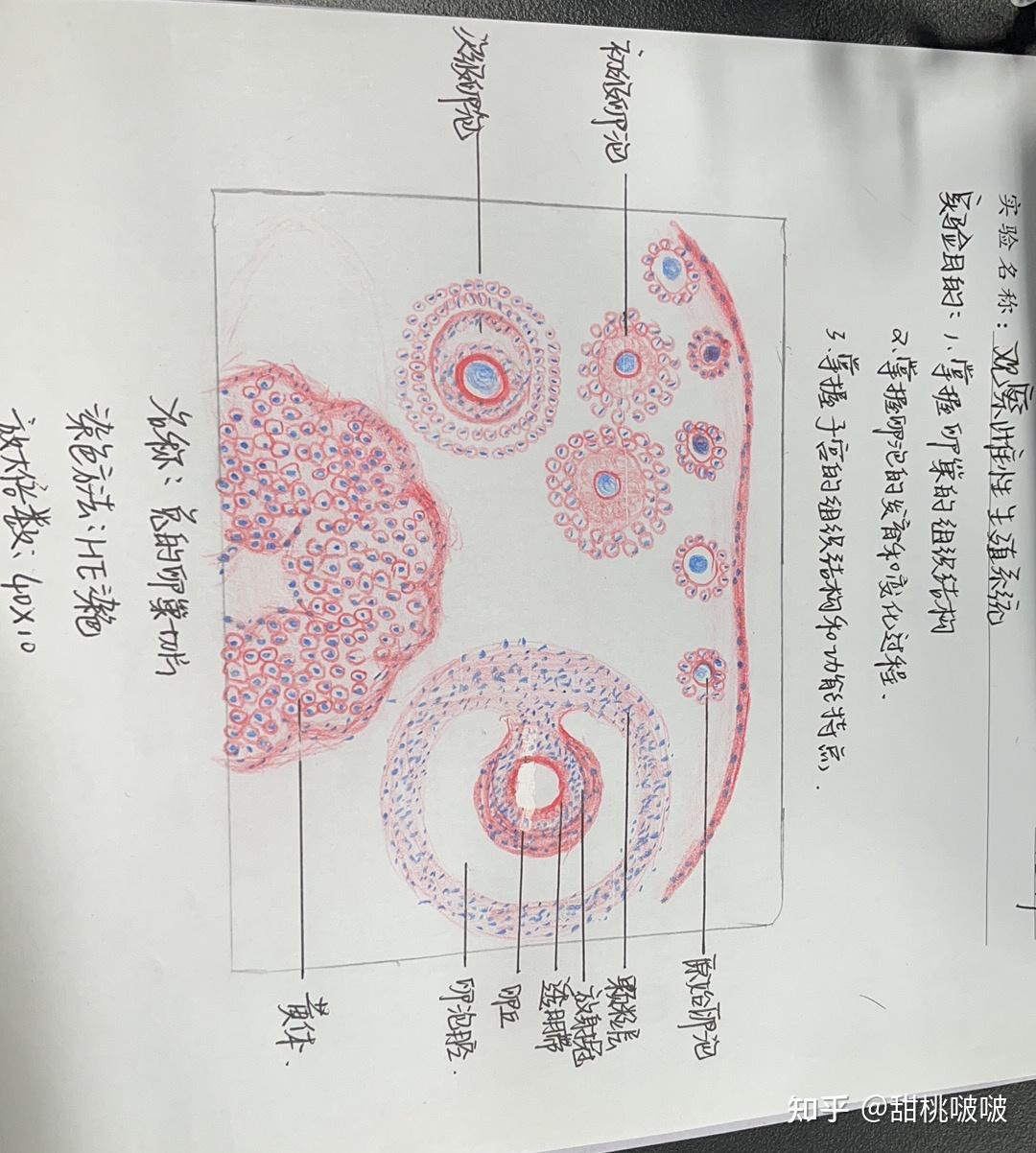 动物细胞图手绘图图片