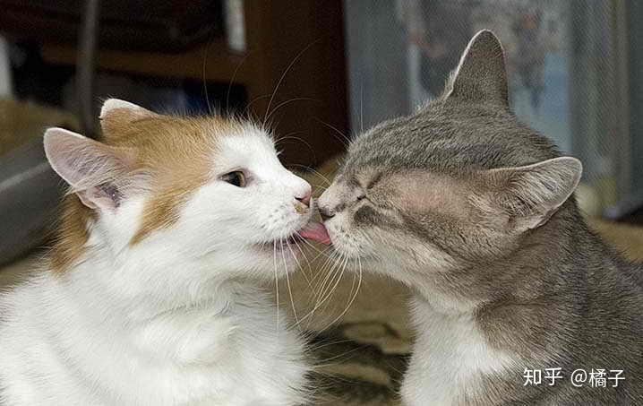 猫会在多大的时候发情,有哪些注意事项? - 知乎