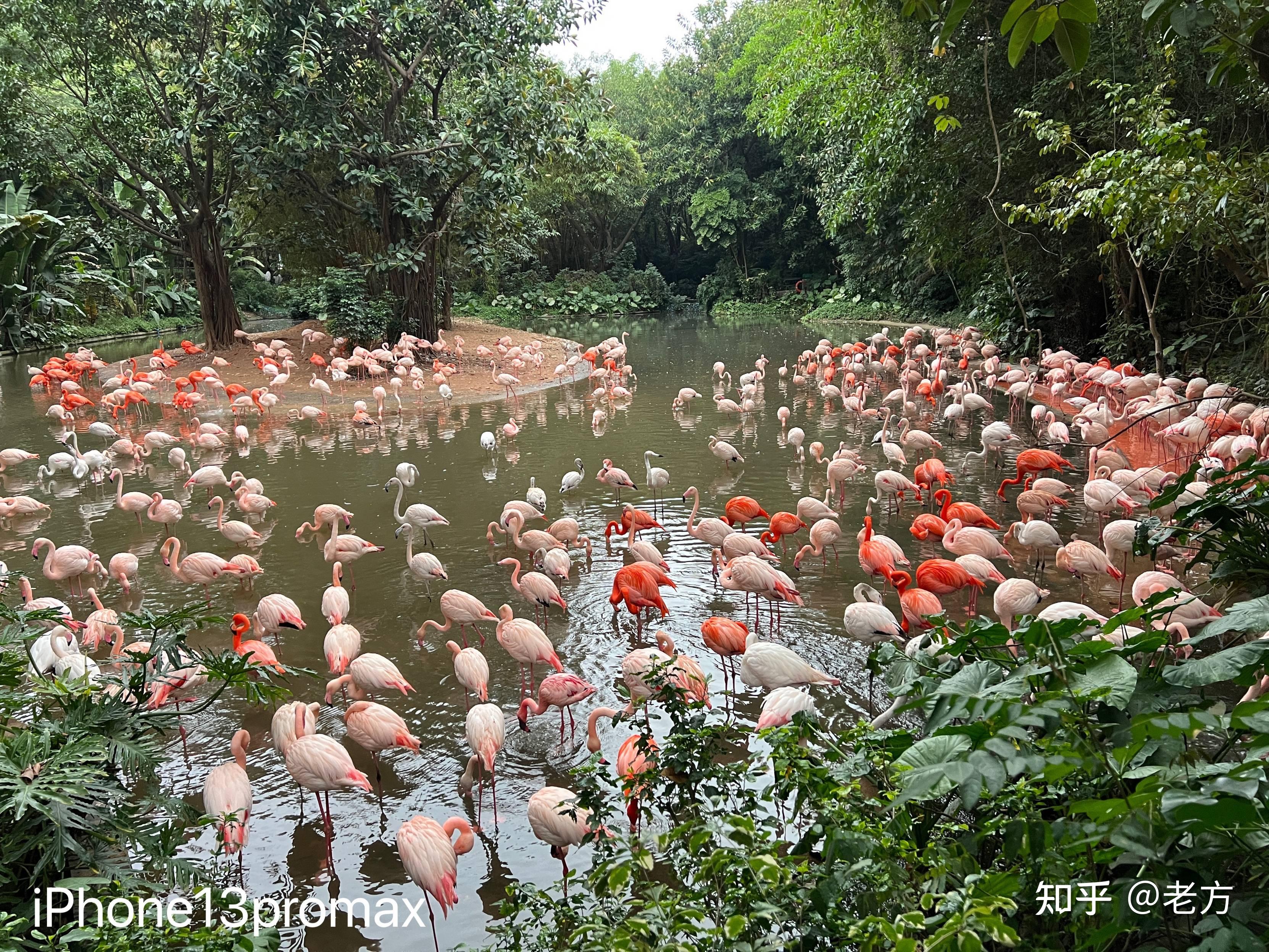 收購iPhone13Promax