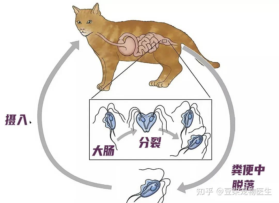 三毛滴虫,幼猫常见体内寄生虫最近收到一些家长的私信,说家里的猫咪