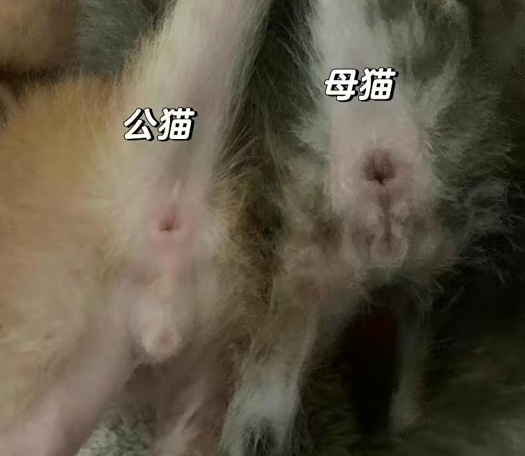 猫怎么辨别公母图片