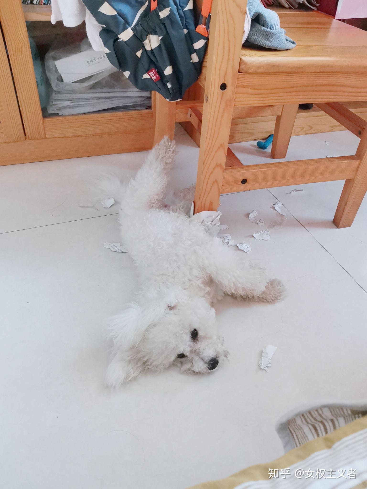比熊咬主人